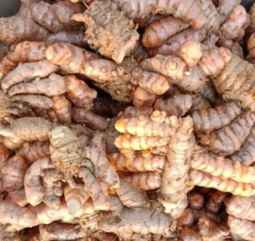 Fresh Turmeric Root