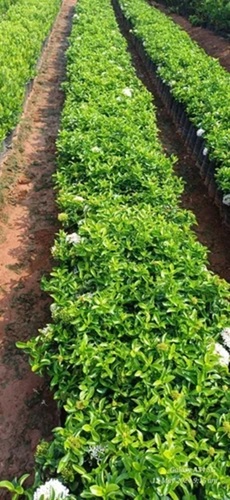 Alternanthera Sessilis Plant
