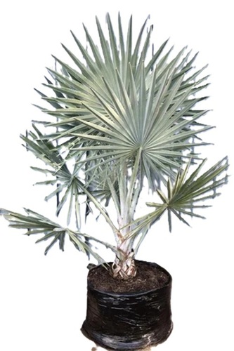 Bismarckia Nobilis Palm Plant