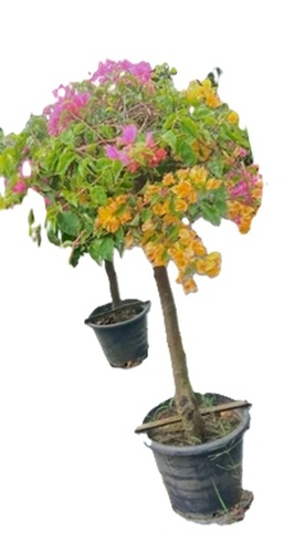 Callistemon Citrinu Plant
