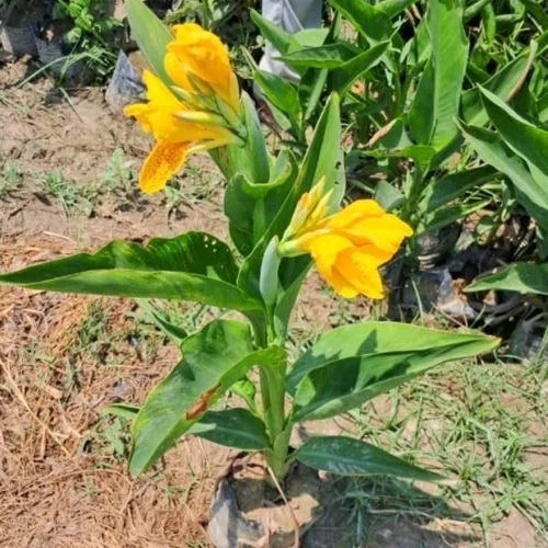Canna Indica Plant