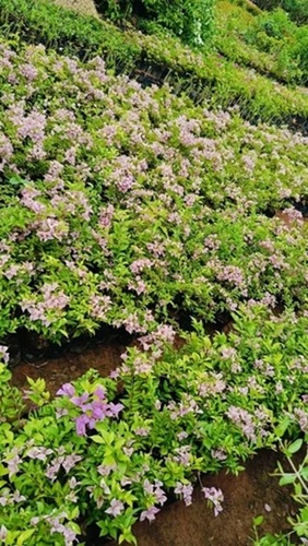 Cuphea Hyssopifolia Plant