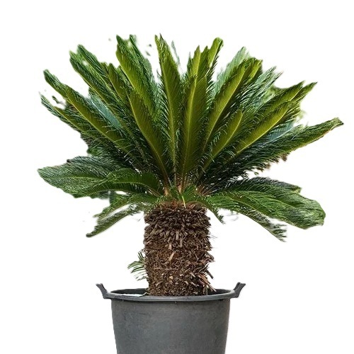 Cycas Palm Plant