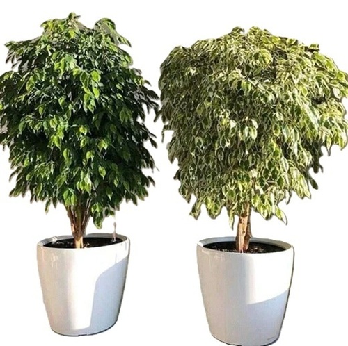 Ficus Benjamina Plant