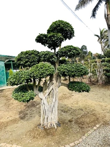 Ficus Microcarpa Plant