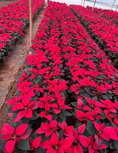 Flower Plant