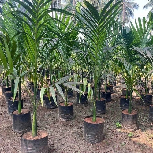 Green Foxtail Palm Tree
