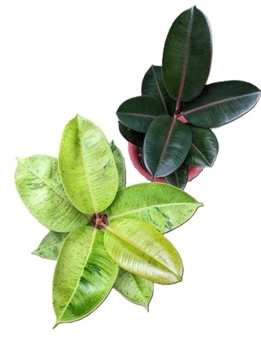 Hevea Brasiliensis Plant