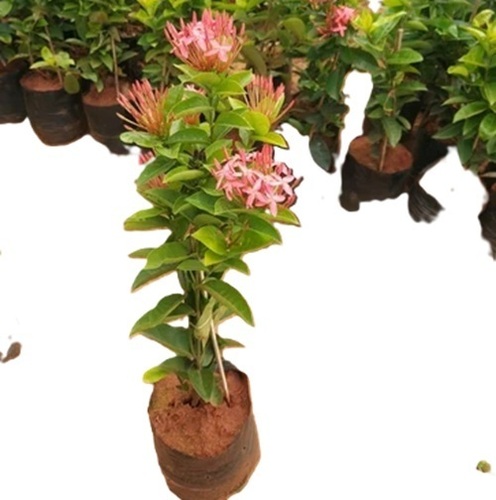 Ixora Coccinea Plant