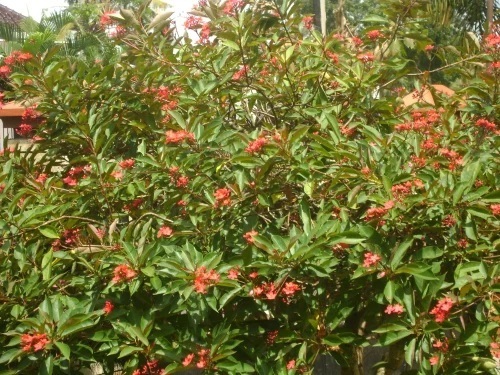 Jatropha Integerrima Plant