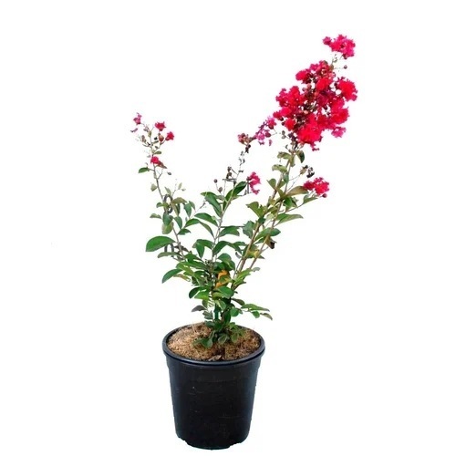 Largerstroemia Indica Plant