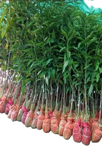 Mangifera Mango Plant