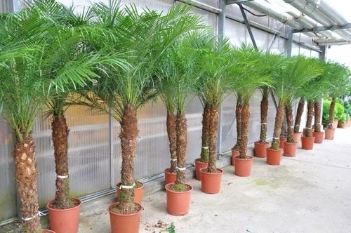 Phoenix Dactylifera Plants