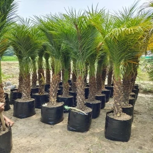 Phoenix Palm Plant