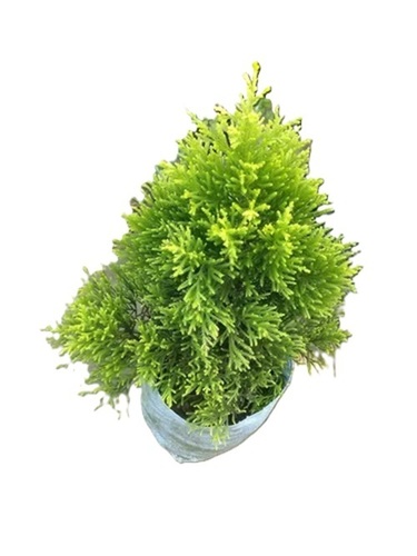 Platycladus Orientalis Plant