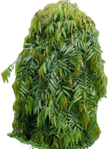 Saraca Asoca Plant