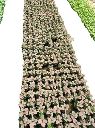 Syngonium Podophyllum Plant