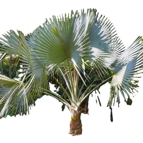 Washingtonia Palm Plant