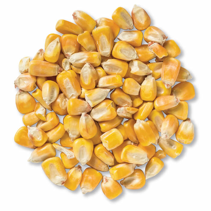 Pure Organic Clean Dried Yellow Corn