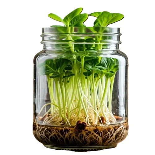 Tissue Cultured Plant