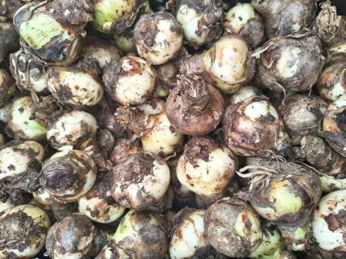 Flower Seeds