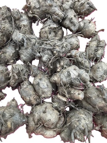 Curcuma Lily Flower Bulbs