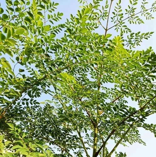 Drumstick Moringa Plants