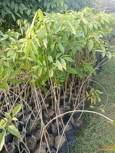 Guava Fruit Plants