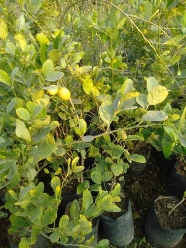 Lemon Plant