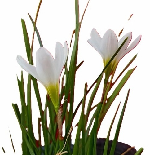 Lily Flower Bulbs
