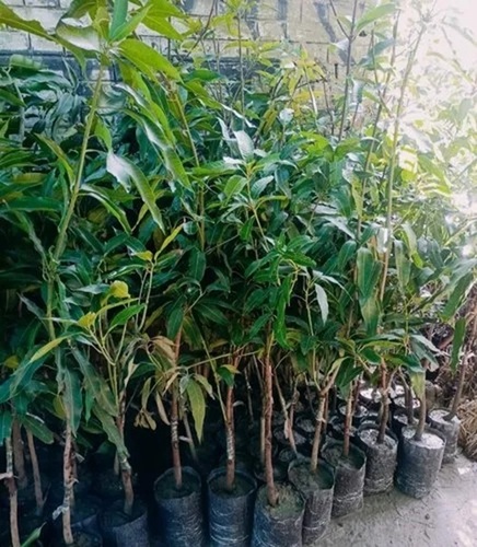 Malika Mango Plant
