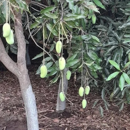 Mango Plant