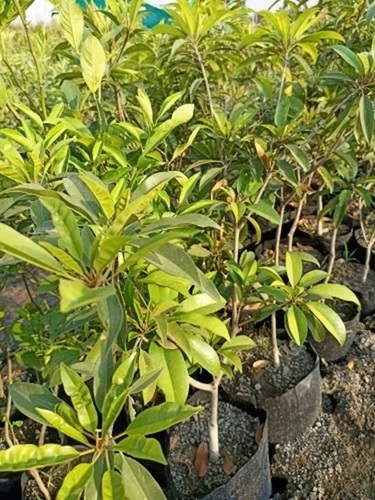 Fruit Plants