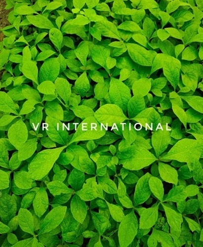 Tissue Cultured Plant - Green Whole Plant, All Sizes | Disease Free, Uniform Growth, Strong Roots, Pest Resistant