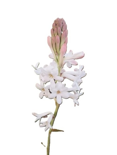 Tuberose Flower Bulbs