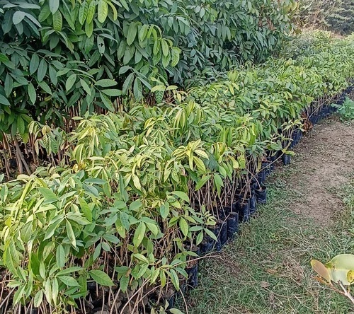 African Swietenia Mahogany Plants - Green Whole Plant, Tall Growth, Strong Roots, Disease Resistant