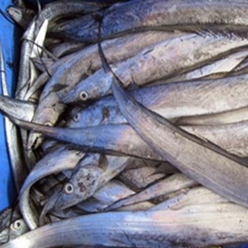 Fresh Fish