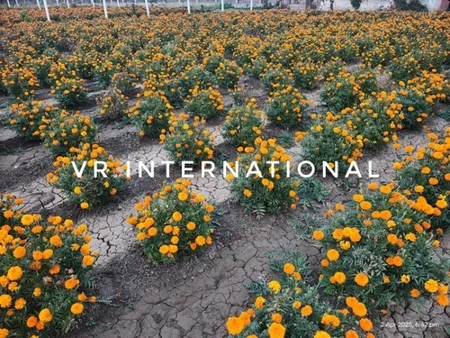 Kolkata Marigold Plant