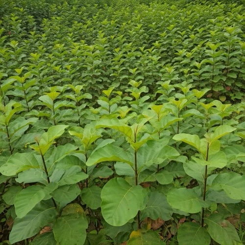 Natural Sagwan Teak Plant