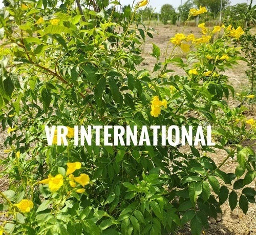 Tecoma Plants (Yellow Flowering)
