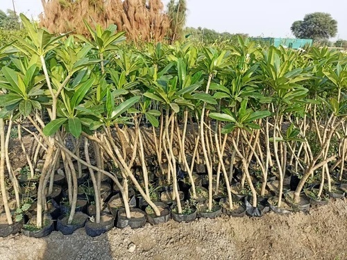 Timber Tree Plant