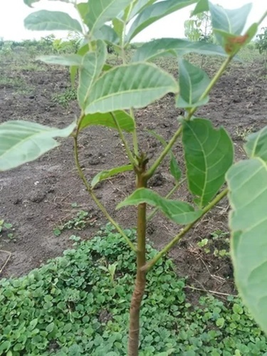 Tissue Culture Mahogani Plants