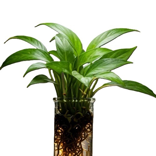 Tissue Culture Ornamental Plants