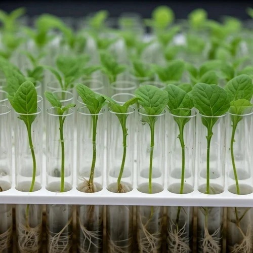 Tissue Culture Plant