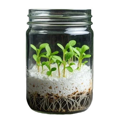 Well Drained Tissue Cultured Plant