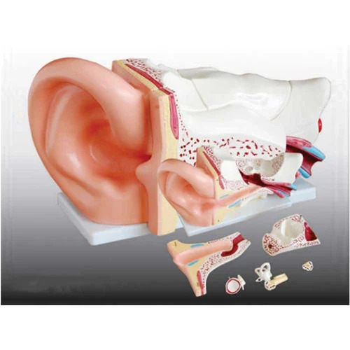 Ear Model New Style Giant Size