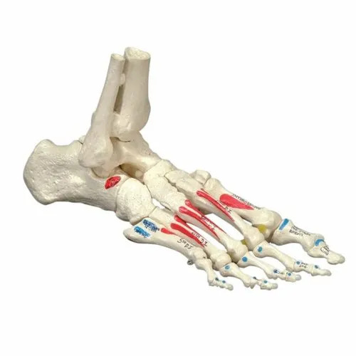 Foot Anatomical Model