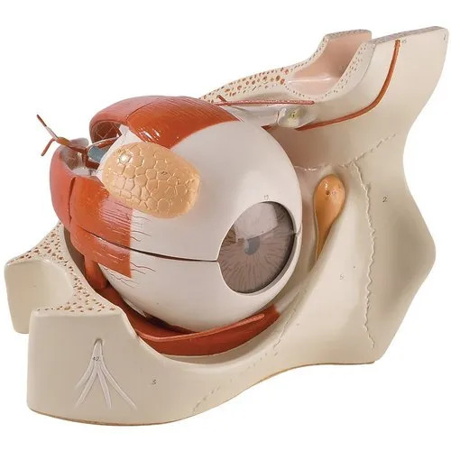Giant Eye Model