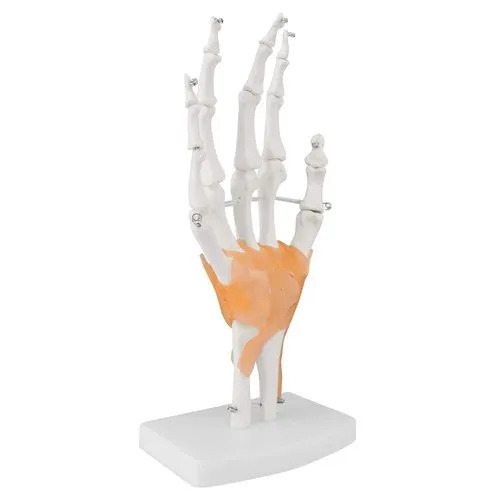 Hand Joint Model Flexible
