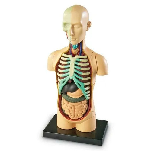 Human Body Torso Magnetic Parts
